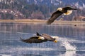 two bald eagles catching fish in front of the ocean, flying Royalty Free Stock Photo