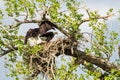 Two Bald Eagles Tending Nest Royalty Free Stock Photo