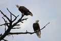 Two Bald Eagles On A Tree