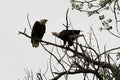 Two Bald Eagles Royalty Free Stock Photo