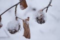 Two balls of seeds with spikes on a tree