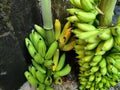 two banana bunches leaning against the wall Royalty Free Stock Photo