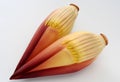 Two Banana Flower Royalty Free Stock Photo