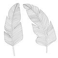 Two banana leaves, cartoon vector and illustration, black and white, hand drawn, sketch style, isolated on white Royalty Free Stock Photo