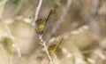 Two Band-winged Meadowhawks ( Sympetrum semicinctum) at Rest on Royalty Free Stock Photo