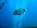 Two Banded Bream