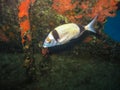 A Two Banded Bream cruises lazily around a wreck