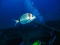 A Two Banded Bream swims above a sunken artificial reef in the central Mediterranean Royalty Free Stock Photo