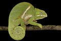 The Two-banded chameleon Furcifer balteatus Royalty Free Stock Photo