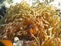 Two-banded clownfish and sea anemones