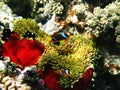 Two-banded clownfishes and sea anemones Royalty Free Stock Photo