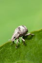 Two-Banded Japanese Weevil Royalty Free Stock Photo
