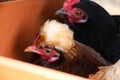 Two bantam chickens Royalty Free Stock Photo