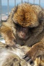 Two Barbary Apes, Gibraltar.