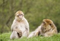 Two Barbary macaques