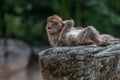 Two Barbary monkeys lie on a stone