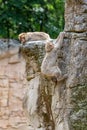 Two Barbary Monkeys on a mountain