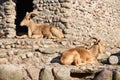 Two Barbary sheep or Ammotragus lervia aoudad species of caprine endemic to rocky mountains in North Africa. Over