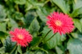 Two Barberton daisy gerbera. A flower of Orchid in the flower garden Royalty Free Stock Photo