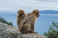 Two barbery apes in Gibraltar.