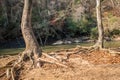 Bare trees exposed roots along the river Royalty Free Stock Photo