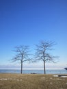 Two bare trees in front of clear blue sky. Royalty Free Stock Photo