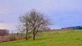 Two bare trees in a meadow in an Ardennes landscape Royalty Free Stock Photo