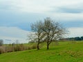 Two bare trees in a meadow in a cloudy Ardennes landscape Royalty Free Stock Photo