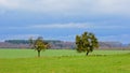 Two bare trees with mistletoes in an Ardennes landscape s on a misty cloudy day Royalty Free Stock Photo