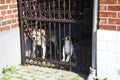 Two angry dogs behind a barred gate