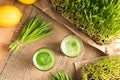 Two barley grass shots with freshly grown barley grass Royalty Free Stock Photo