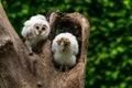 Two Barn owl chicks Tyto alba