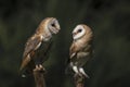 Two Barn owls on a branch