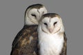 Two barn owls are resting together