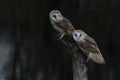 Two Barn owls Tyto alba sitting on a branch. Dark green background. Noord Brabant in the Netherlands.