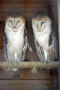 Two Barn Owls at the Zoo Royalty Free Stock Photo