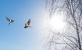 Two barn swallow on the blue sky background