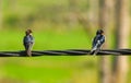 Two barn swallow or Hirundo rustica birds sitting on a wire. Royalty Free Stock Photo