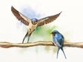 Two barn swallows