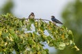 Two barn swallows on a tree Royalty Free Stock Photo