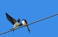 Two barn swallows in the sky Royalty Free Stock Photo