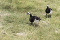 Two barnacle geese walking along a grass pathway Royalty Free Stock Photo