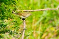 Two-barred Greenish Warbler Royalty Free Stock Photo