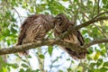 Two barred owls groom each other in a tree.