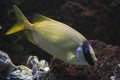 Two barred rabbitfish