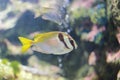 Two Barred Rabbitfish