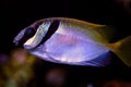 Two Barred Rabbitfish Siganus virgatus