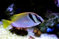 Two Barred Rabbitfish Siganus virgatus