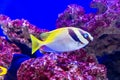 Two Barred Rabbitfish, siganus virgatus commonly called Barred Spinefoot