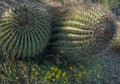 Double Barrel Cactus plants Royalty Free Stock Photo